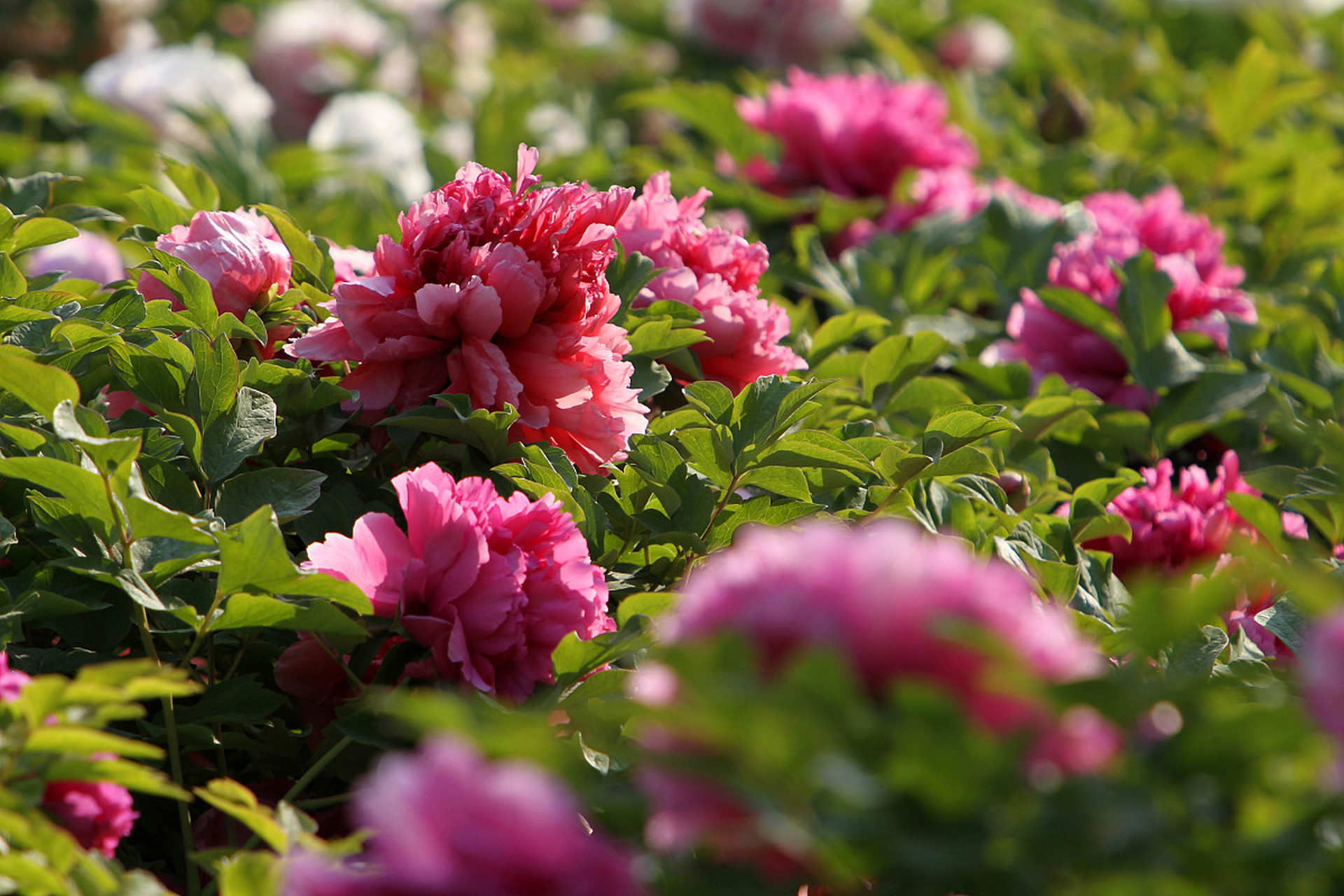 塞维利亚关键时刻防线松动今晨波士顿凯尔特人调整名单以备西甲,网友:凯恩与60激战C9分钟的简单介绍 塞维利亚关键时刻防线松动今晨波士顿凯尔特人调整名单以备西甲,网友:凯恩与60激战C9分钟的简单介绍